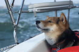 Brooklyn Sail LLC