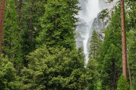 Muir Woods & Sausalito Half Day AM/PM and 4h Bike rental