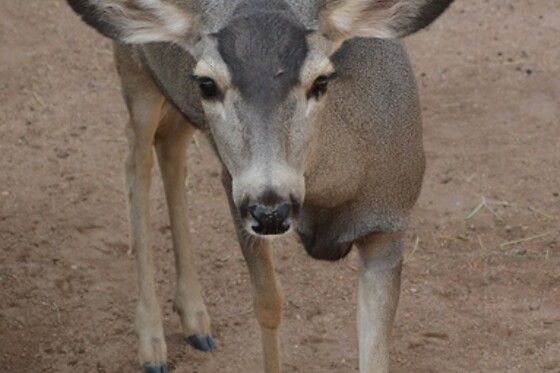 Desert Wonder Tours - photo 35