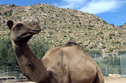 Desert Wonder Tours
