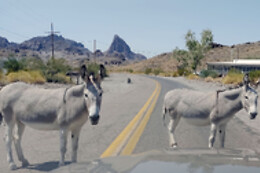 Desert Wonder Tours