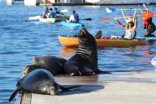 Kayak for 2 with Sea Lions at Fun Surf LA, Marina del Rey