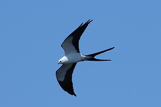 Everglades National Park Dolphin, Birding and Photography Expedition
