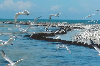 Everglades National Park Dolphin, Birding and Photography Expedition