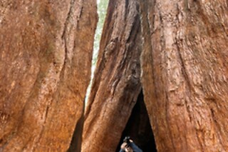 Semi Private Sequoia National Park Tour