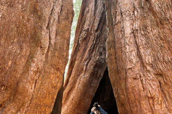 Semi Private Sequoia National Park Tour
